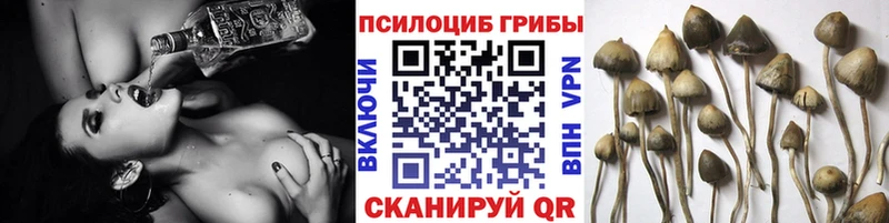 Псилоцибиновые грибы Psilocybe  Павловская 